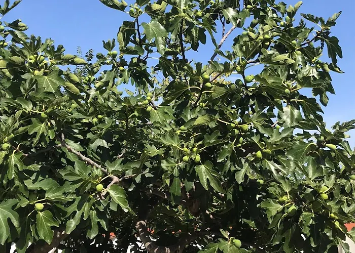 Апартаменти Vale Lunga *